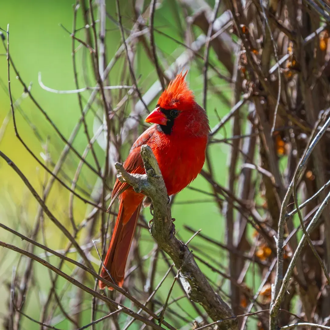 Conclusion: Feeders Are Fine, But Shrubs Are Where Cardinals Truly Live (Image Credits: Unsplash)