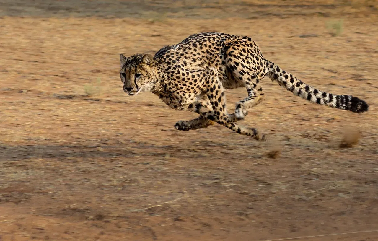 Measuring Speed: Why The Details Really Matter (Image Credits: Pixabay)