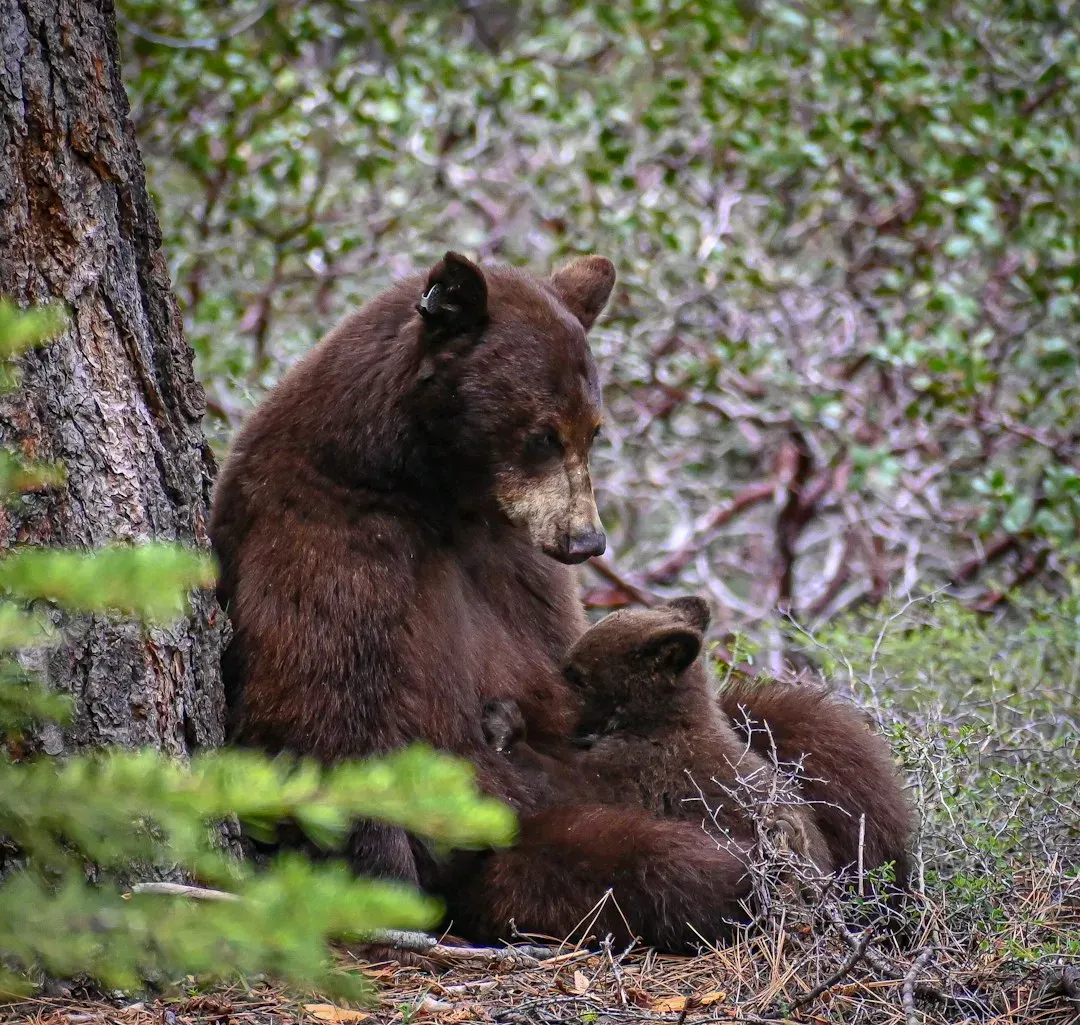 Mother Bears with Cubs: It Depends on the Species (Image Credits: Unsplash)