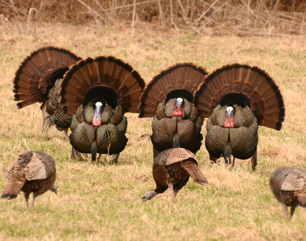 Kentucky: The Bluegrass Turkey Haven (Image Credits: Flickr)