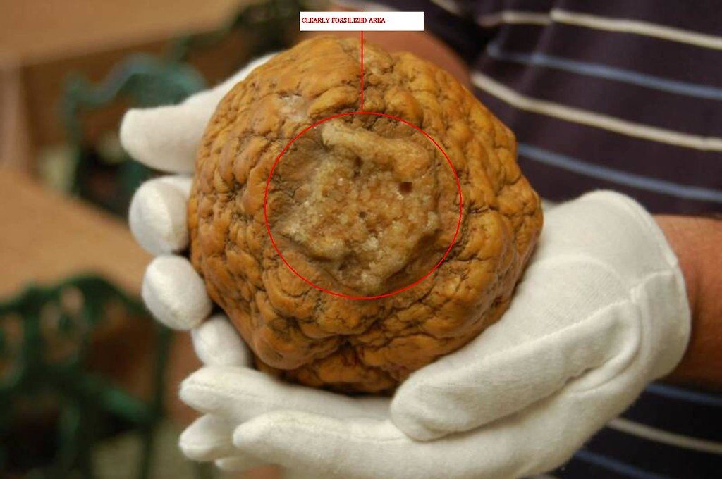 Ancient Brains Have Survived Thousands of Years in Perfect Condition (Image Credits: Flickr)