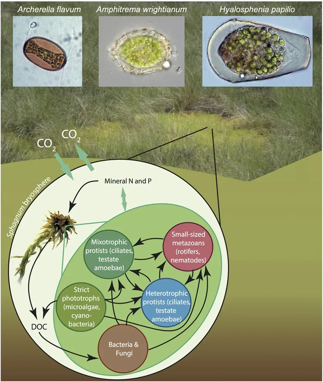 Why It Matters: Rethinking What We Mean by “Discovery” (Image Credits: Wikimedia)