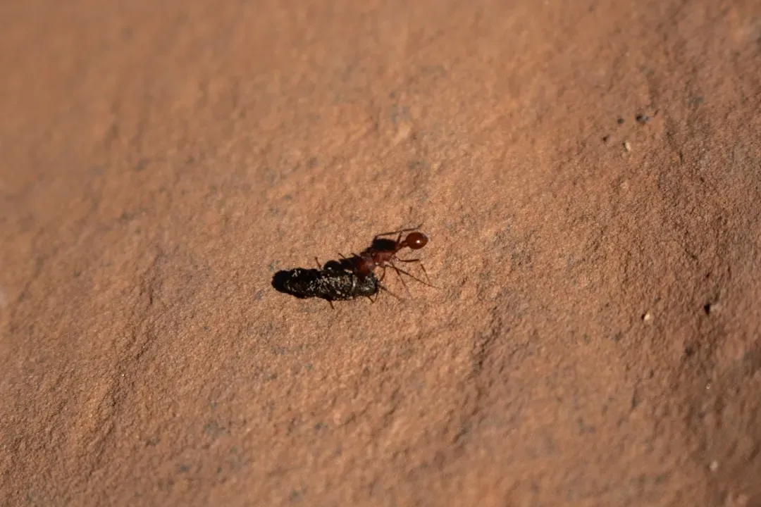 Memory, Landmarks, and Tiny Brains with Big Maps (Image Credits: Unsplash)