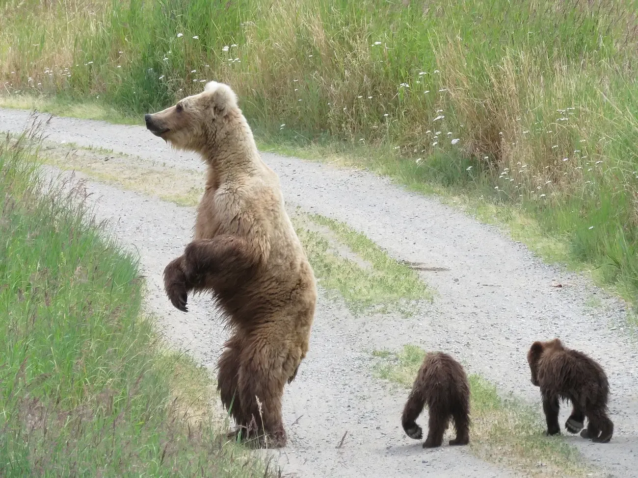 3. You Prioritize Protection Over Aggression (Image Credits: Rawpixel)