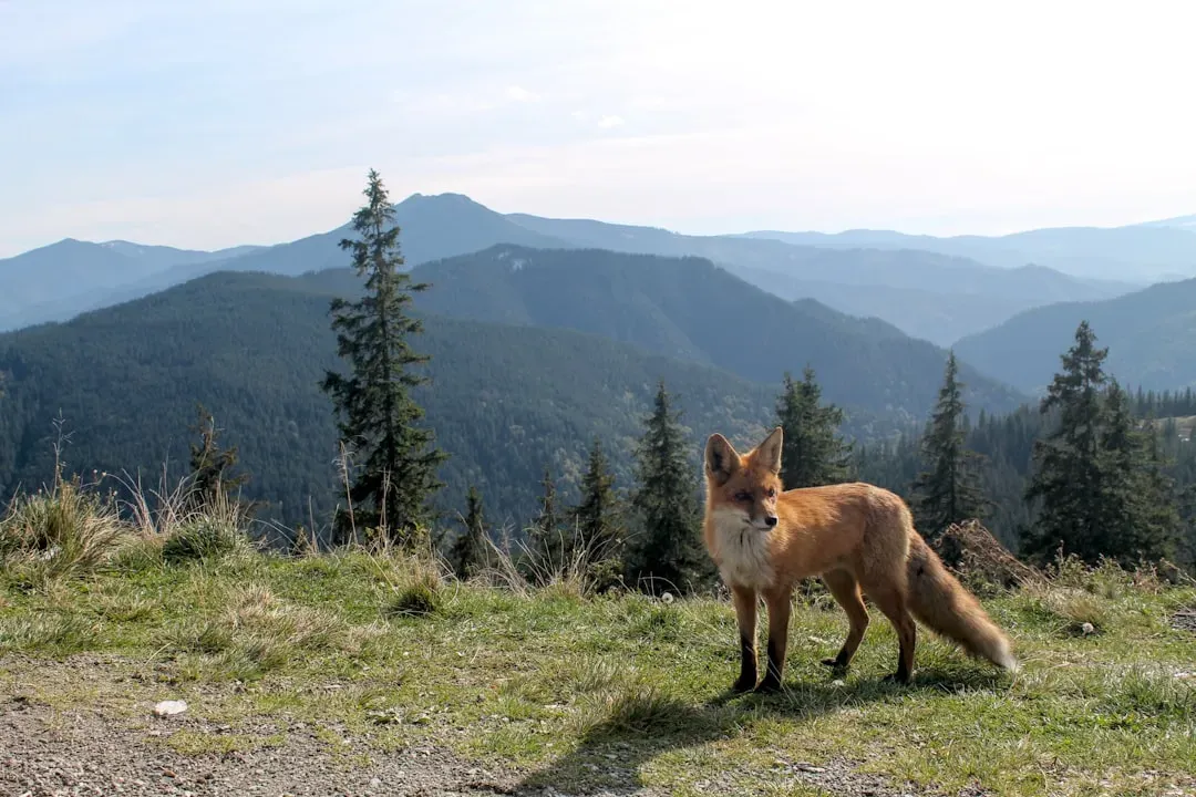 Sagittarius: The Wandering Mountain Fox Seeking the Horizon (Image Credits: Unsplash)