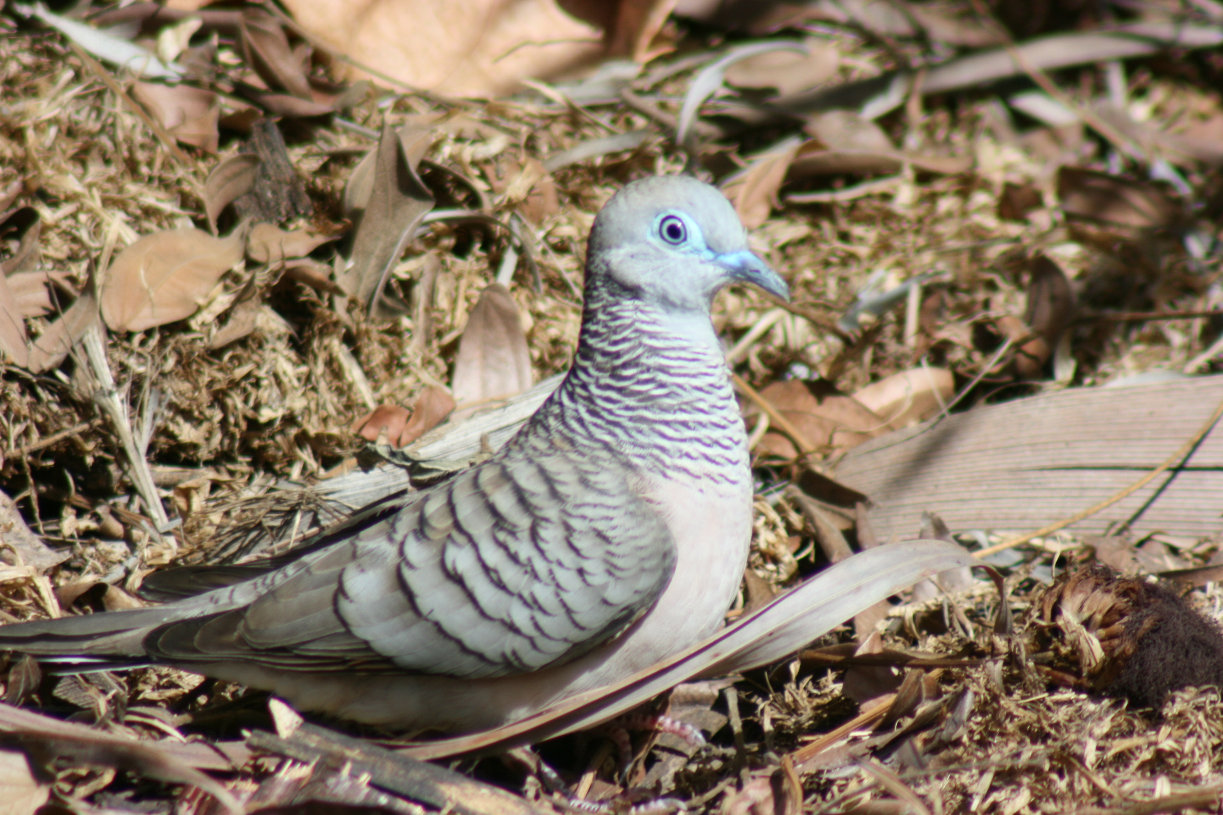 Taurus: The Gentle Dove of Earth (Image Credits: Wikimedia)