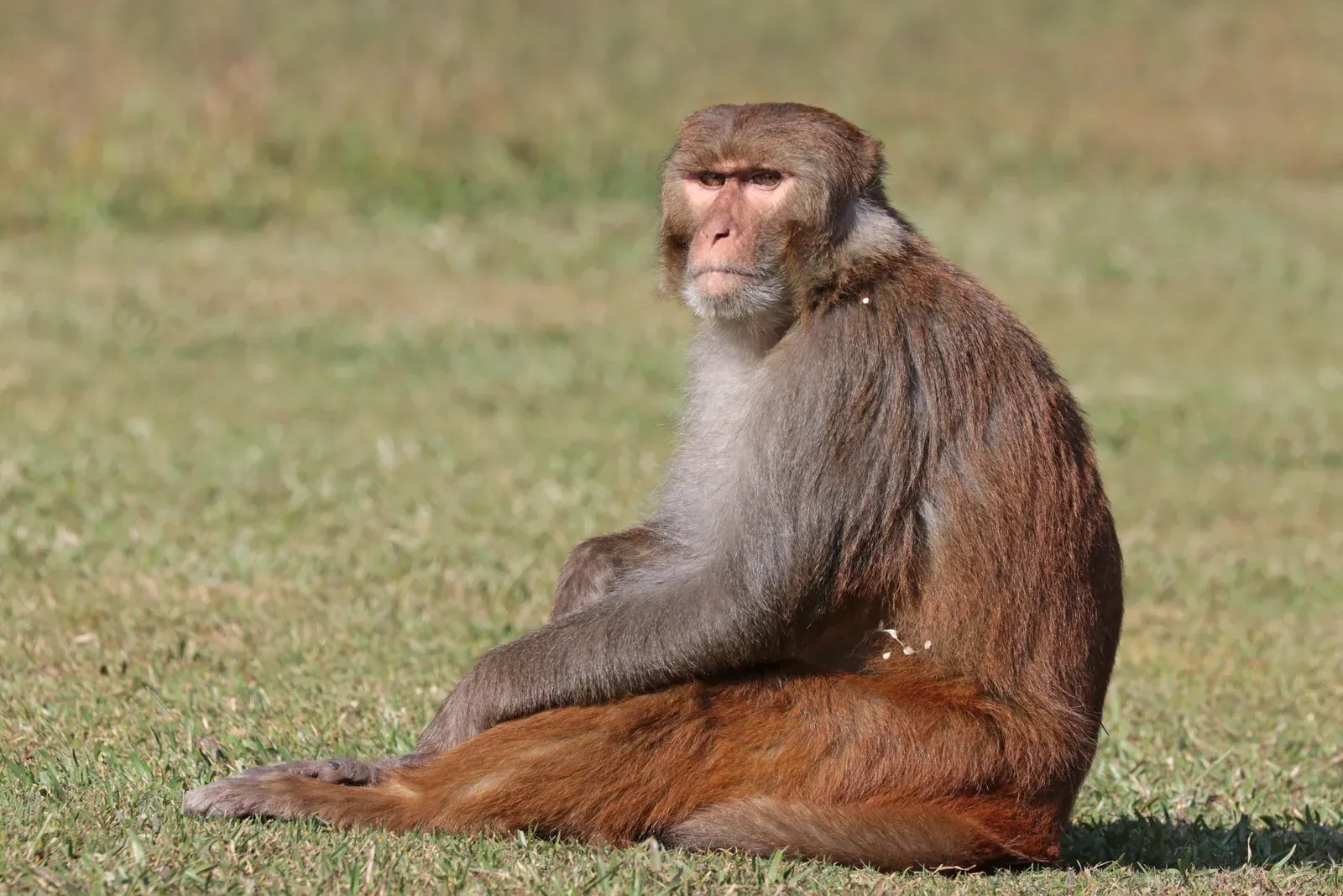 7. Rhesus Macaques (With a Little Technological Help) (Own work, from Sharp Photography, sharpphotography.co.uk, CC BY-SA 4.0)