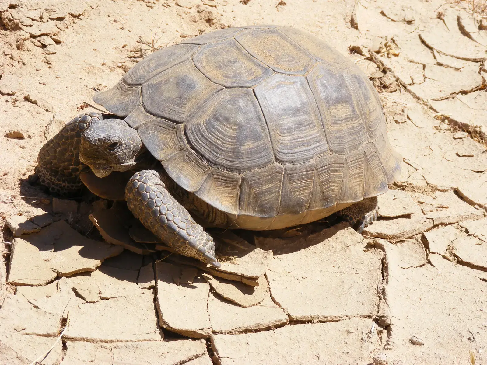 6. Desert Tortoise: Water-Wise Design in an Overheated Desert (Image Credits: Wikimedia)