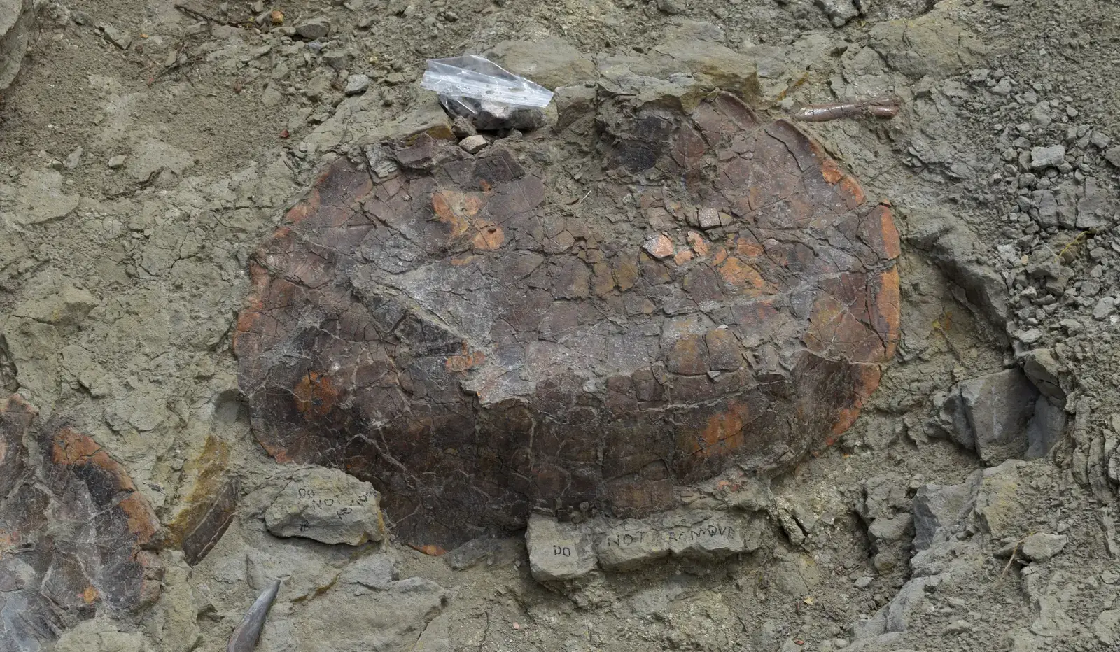 #10 - The Four-Foot "Turtle" a Miner Stumbled On Walking Out (Image Credits: Wikimedia)