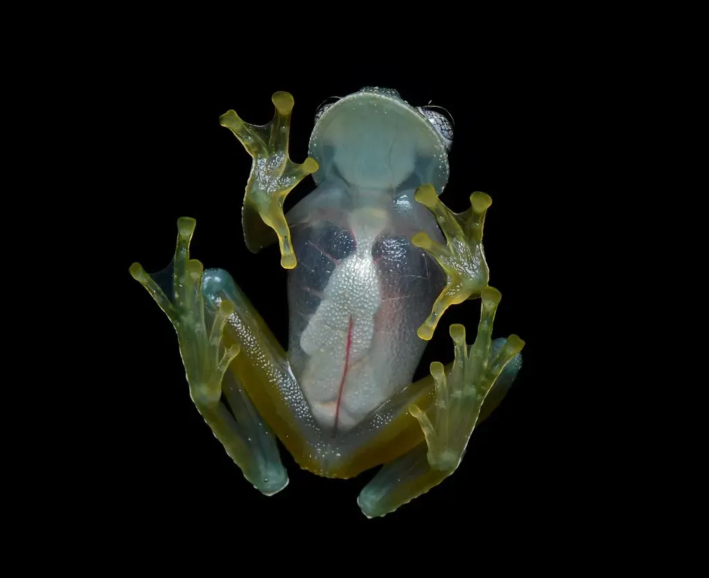 Glass Frogs: Transparent Bodies That Hide in Plain Sight (USFWS Headquarters, Flickr, CC BY 2.0)