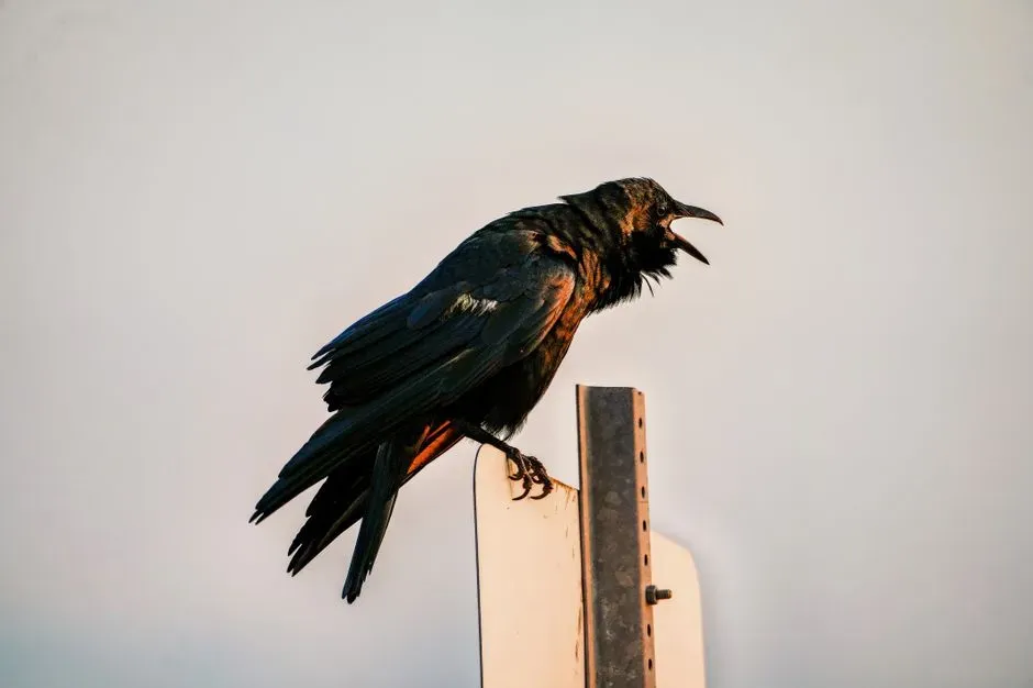 #2 - What Crow Vocalizations and Regional Dialects Actually Mean (Image Credits: Pexels)