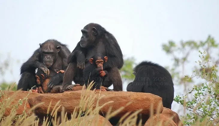 #10 - Humans Really Are Genetically Boring Compared to Chimps (By วิชิต กองคำ, CC BY-SA 4.0)