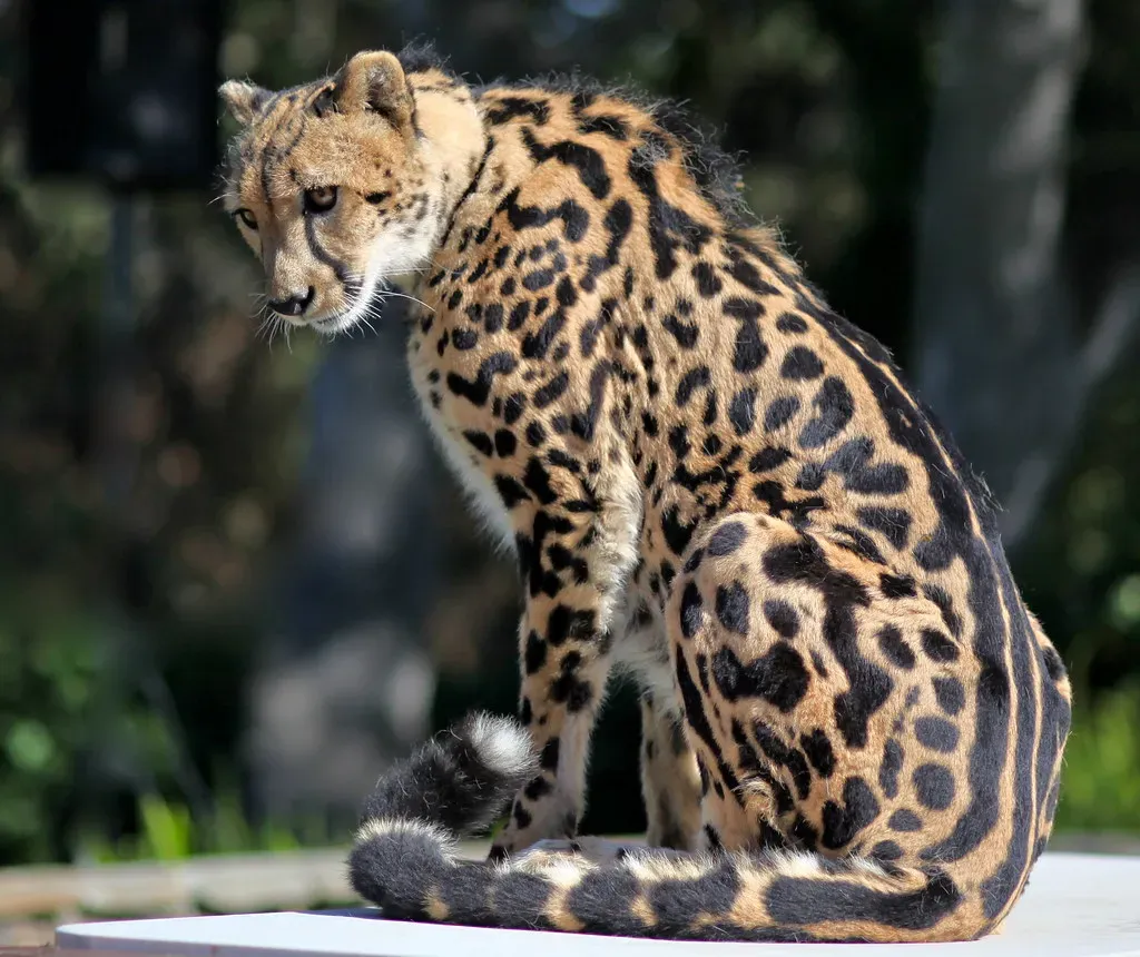 #4 - The "King Cheetah": A Wildcat Pattern That Fooled Zoologists For Decades (jurvetson, Flickr, CC BY 2.0)