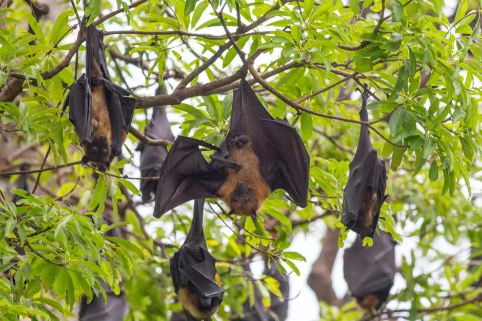 The First Thing It Usually Means: You Live In Great Bat Habitat (Image Credits: Pexels)