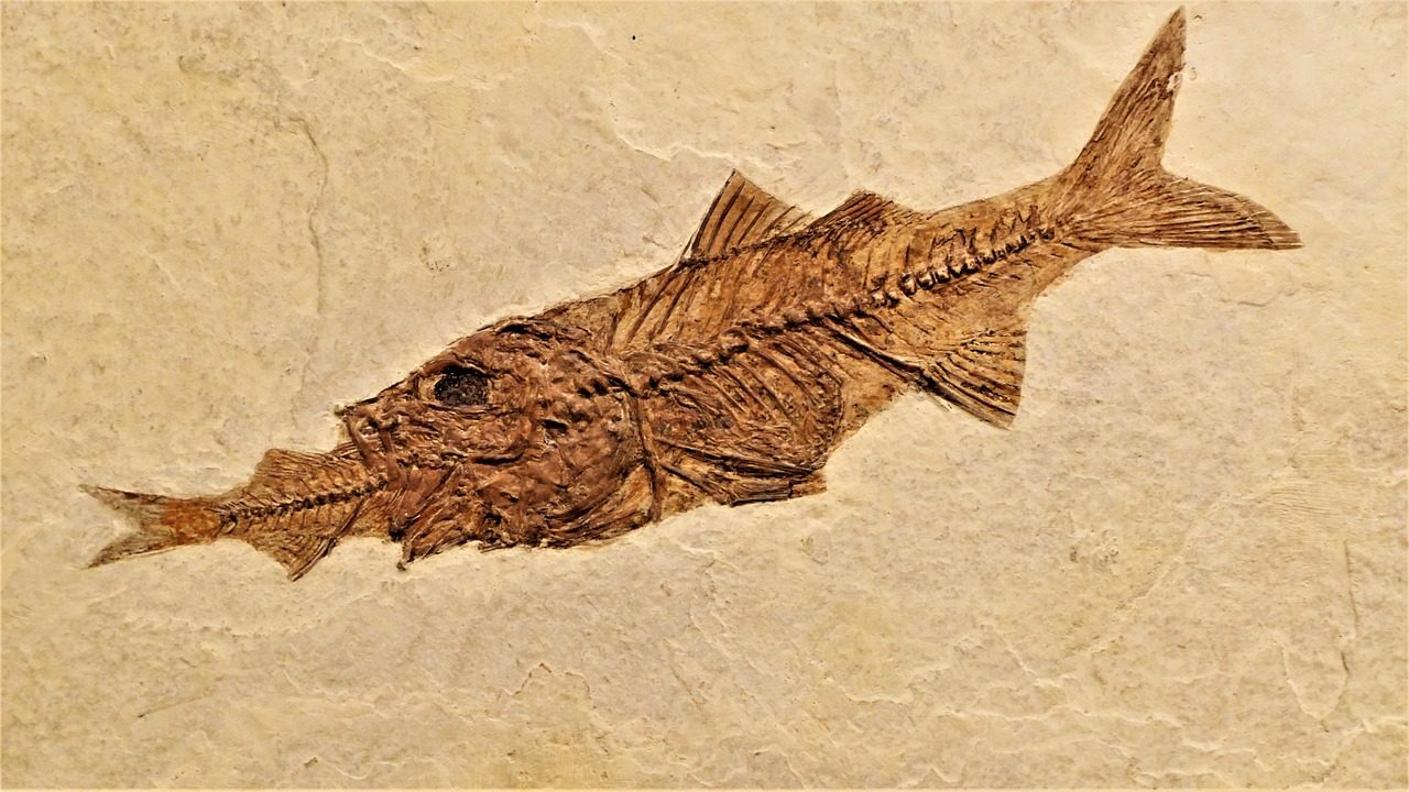 Climate Secrets Locked in Marine Fossils (Image Credits: Pixabay)
