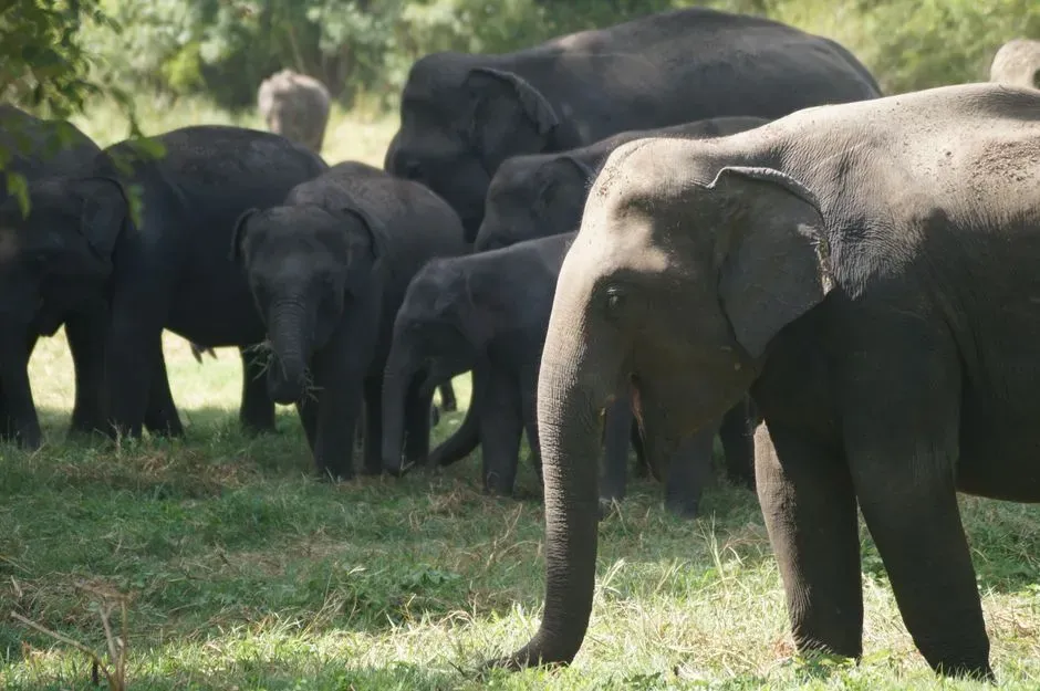 The Strangely Careful Way Elephants Treat Their Dead (Image Credits: Pexels)