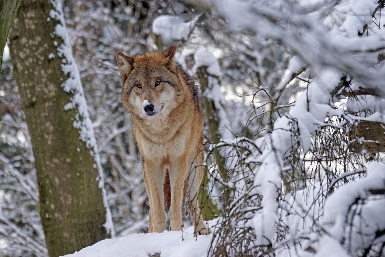 January: The Wolf - Loyalty in Winter's Embrace (Image Credits: Pixabay)