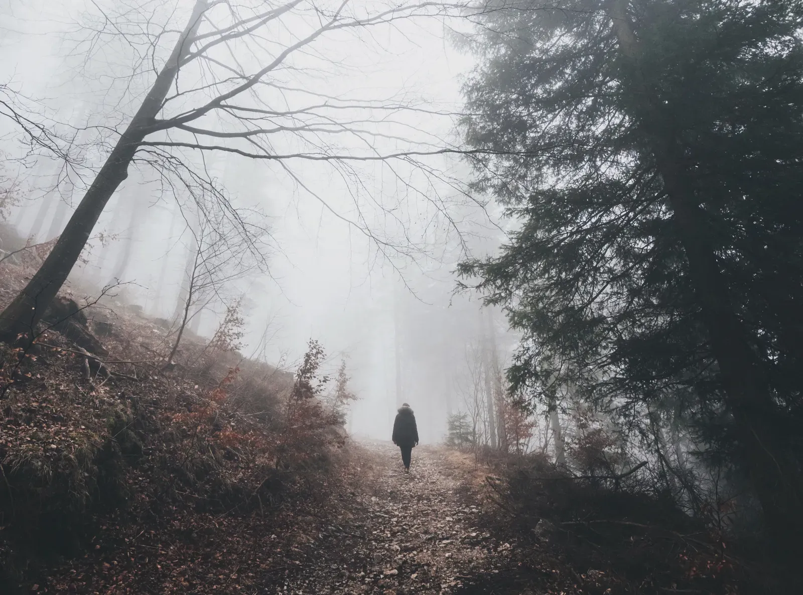 Conclusion: Standing in the Fog of Possibility (Image Credits: Wikimedia)