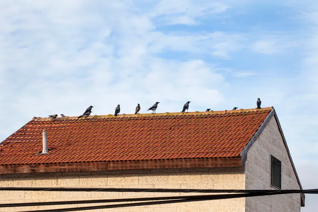 Conclusion: When Everyday Nature Starts to Feel Personal (zeevveez, Flickr, CC BY 2.0)