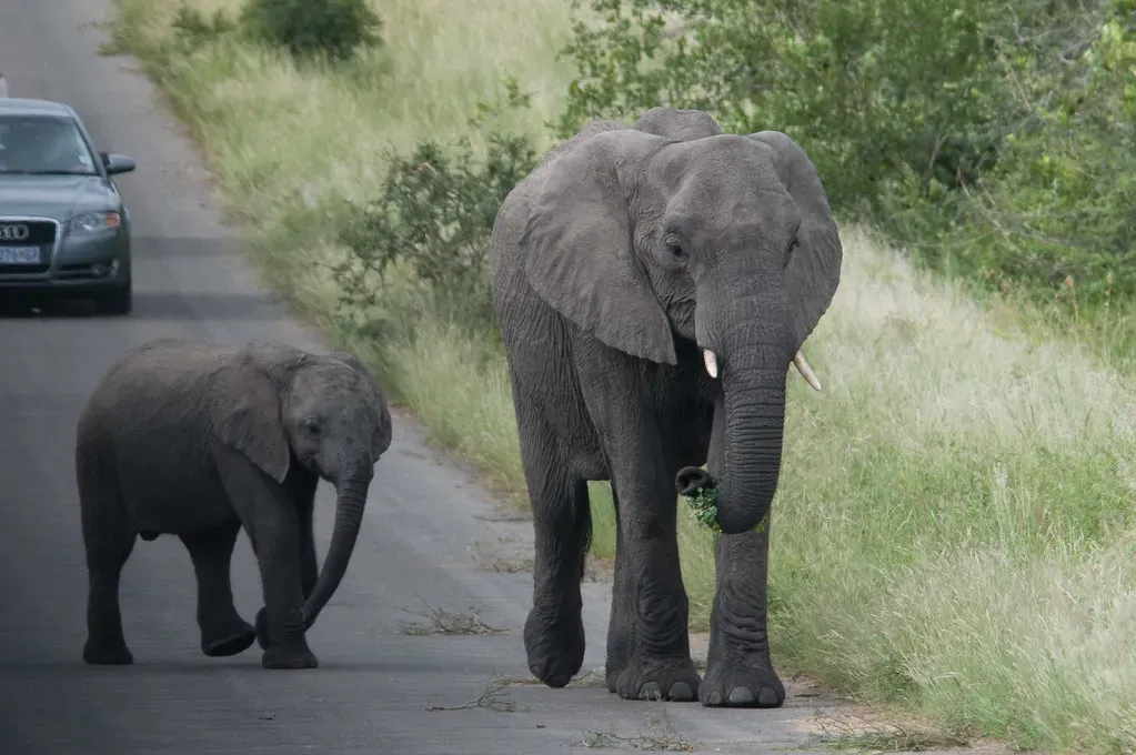 More Than Instinct: Elephant Intelligence and Self-Awareness (Mister-E, Flickr, CC BY 2.0)