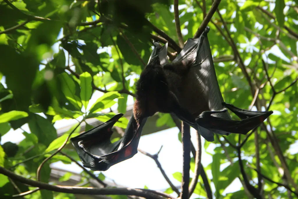 6. Bats build 3D maps with sound alone (kahunapulej, Flickr, CC BY-SA 2.0)
