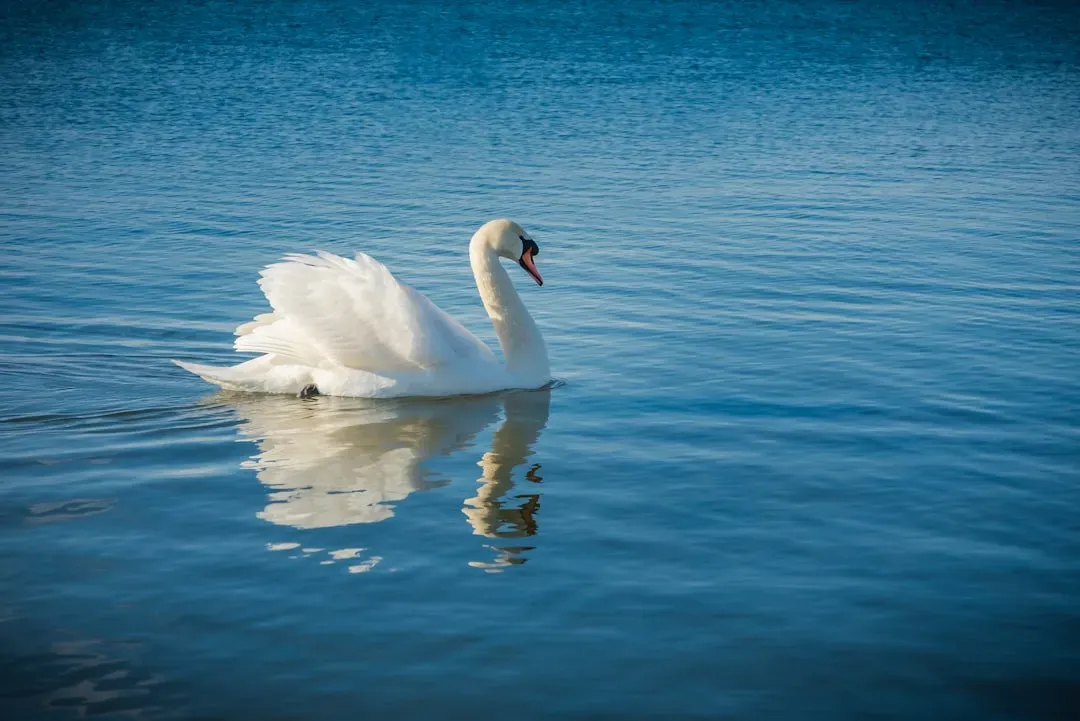 2. Swan – The Icon Of Tranquil Beauty (Image Credits: Unsplash)