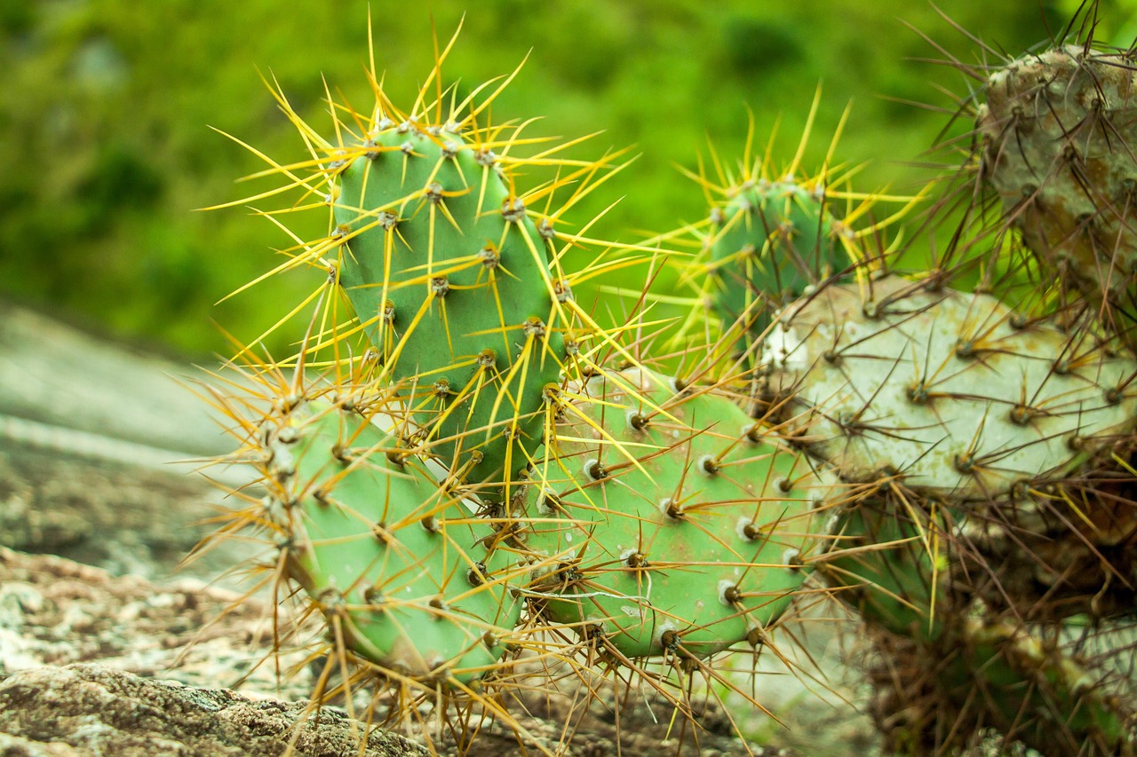 Cactus Spines: More Than Protection (Image Credits: Pixabay)