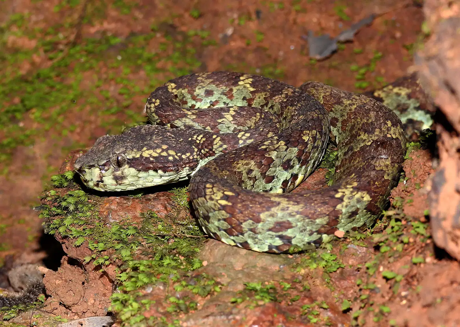 4. The Pit Viper: Hunting With a Built-In Thermal Camera (By Dr. Raju Kasambe, CC BY-SA 4.0)