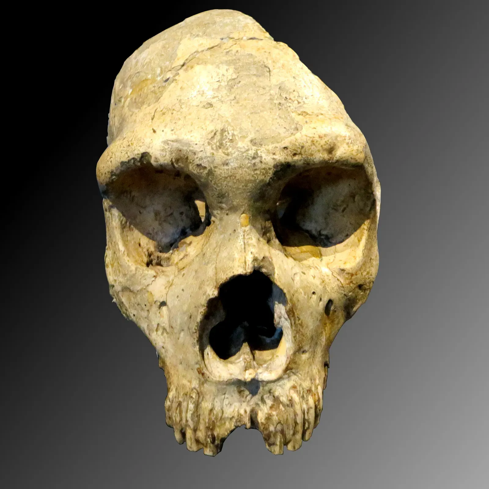 #2 - "Your Neanderthal Percentage Is Rock-Solid Science" (By Jononmac46, CC BY-SA 3.0)
