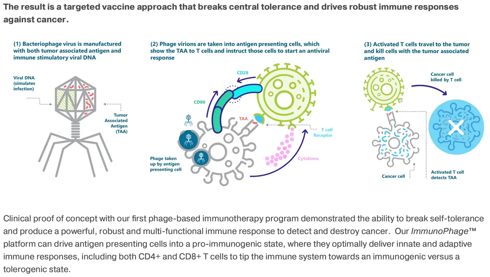 4. The Immune System’s Double Life: From Defense to Designer Tool (Image Credits: Wikimedia)