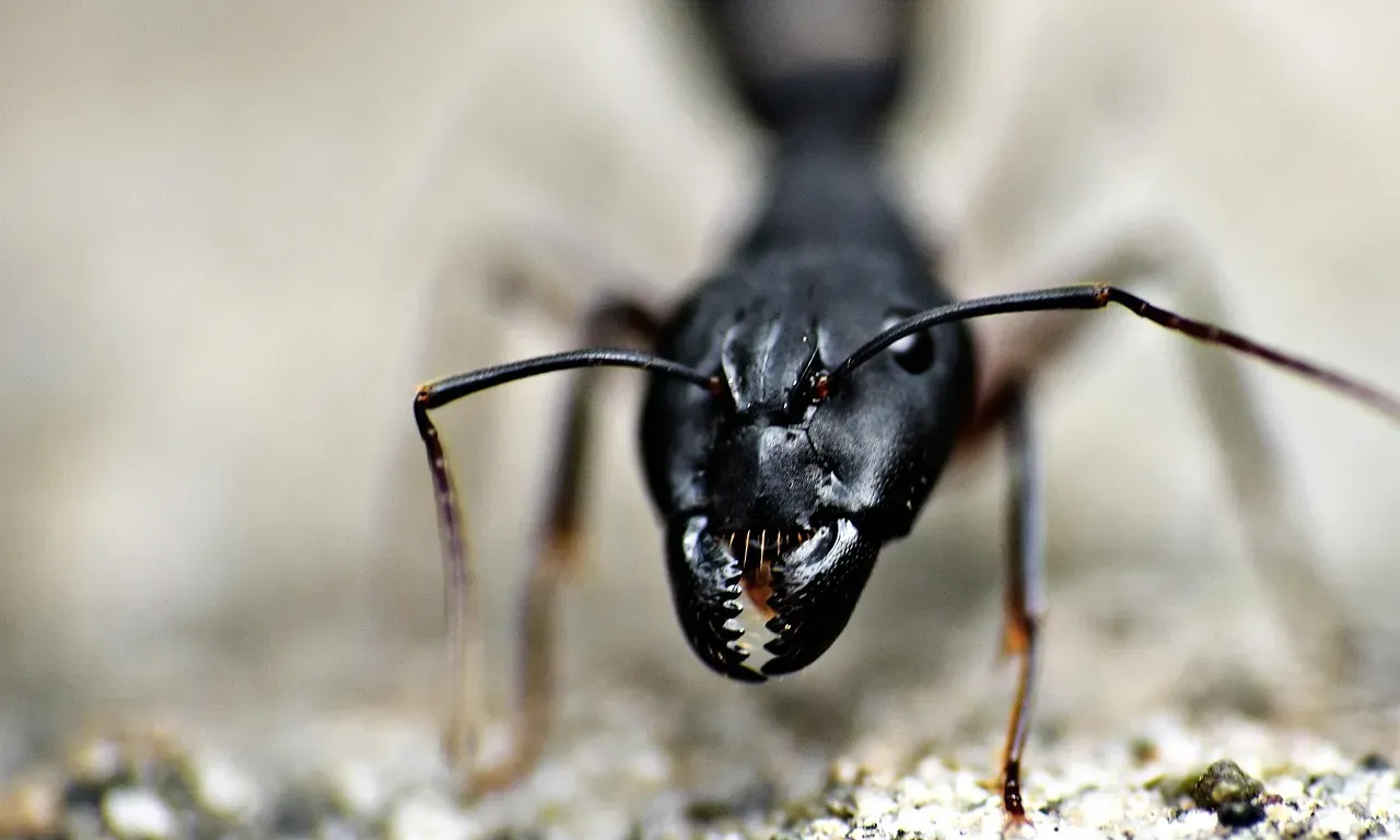 Ant Mandible Power: Precision and Force Combined (Image Credits: Pixabay)