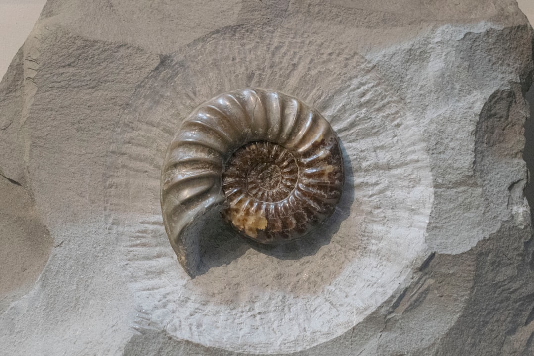 Scientists Discover Pristine Marine Fossils in Remote Caves (Image Credits: Unsplash)