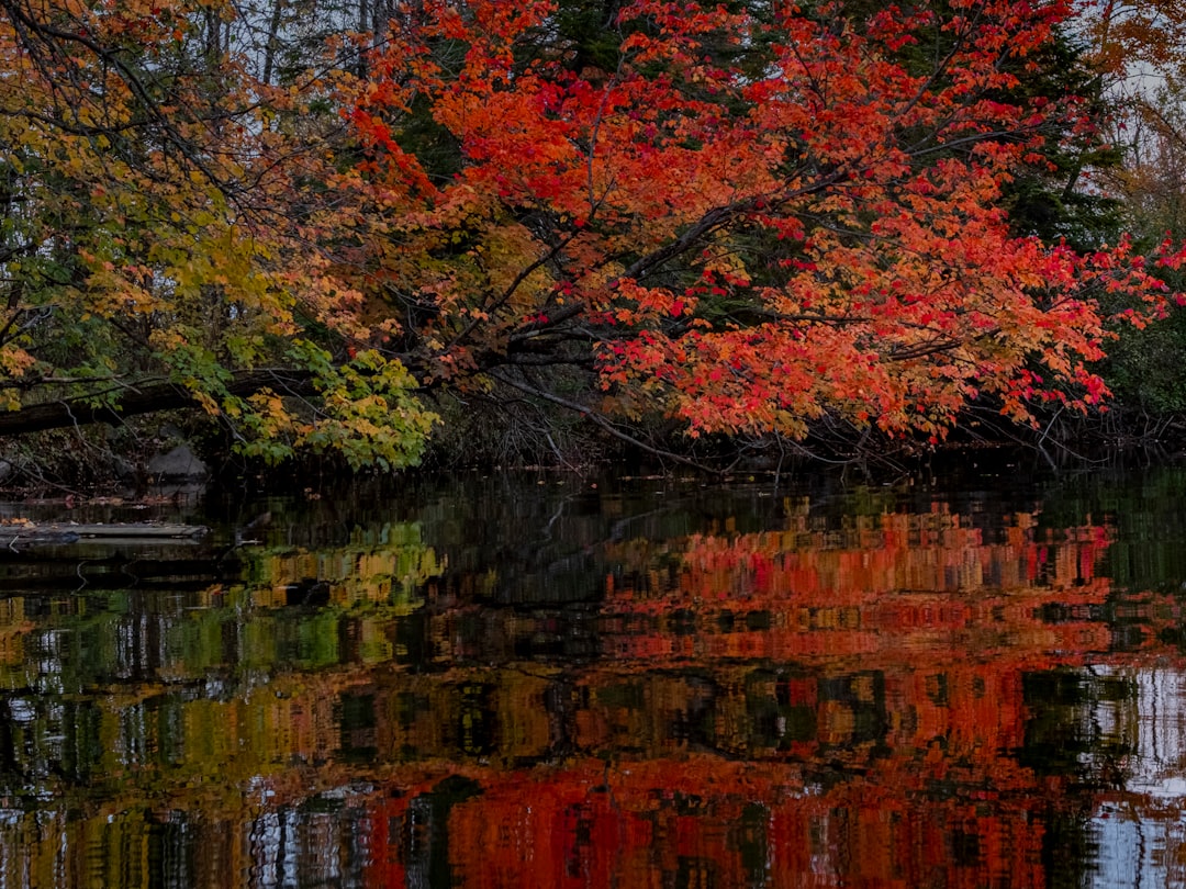 The Deeper Meaning of Seasonal Color Changes (Image Credits: Unsplash)