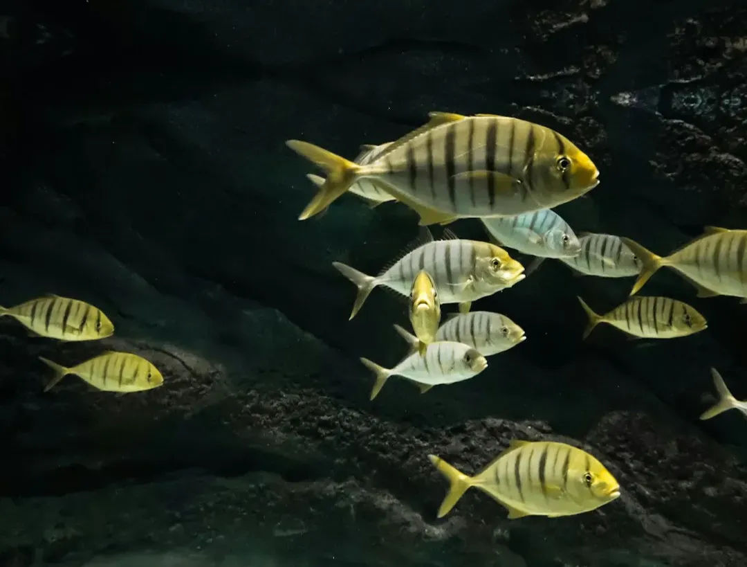 Fish That Navigate With Lateral Lines And Waterflows (Image Credits: Unsplash)