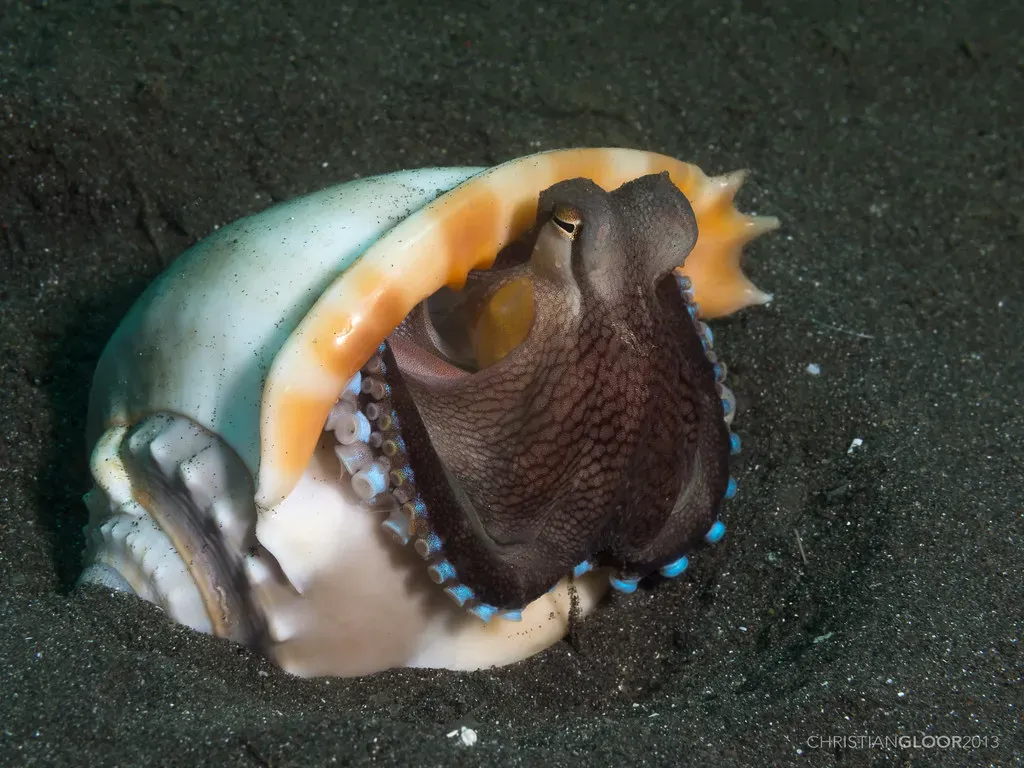 3. Veined Octopuses: The Invertebrate That Plans for the Future (Christian Gloor, Flickr, CC BY 2.0)