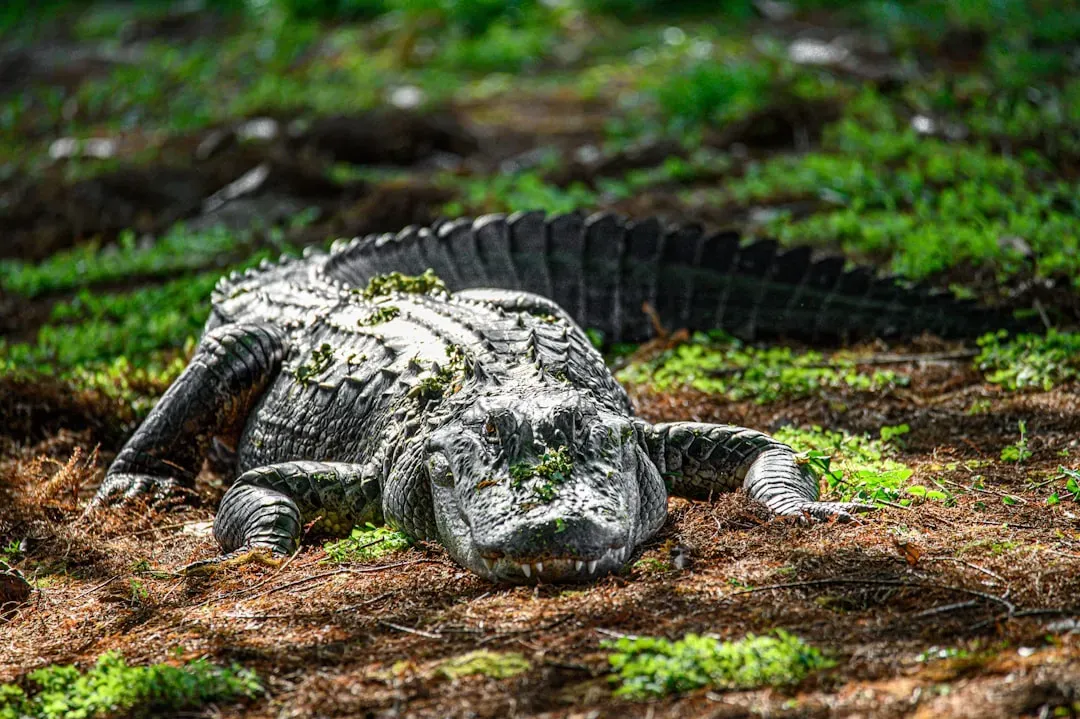 3. Everglades, USA – Subtle Light and Surprising Encounters (Image Credits: Unsplash)