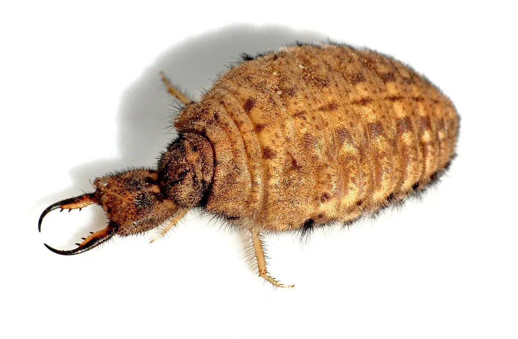 2. Antlion Larvae: Sand-Pit Serial Killers (jeans_Photos, Flickr, CC BY 2.0)