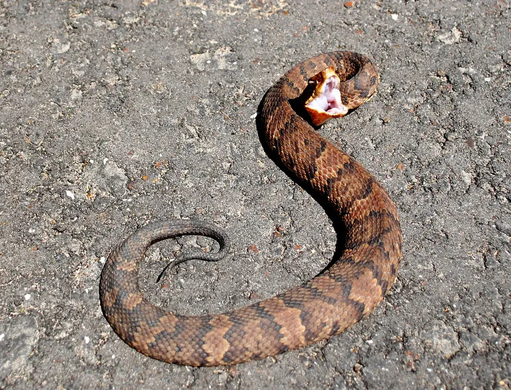 4. Eastern Cottonmouth (Water Moccasin) – The Ambush by the Water’s Edge (Patrick Feller, Flickr, CC BY 2.0)