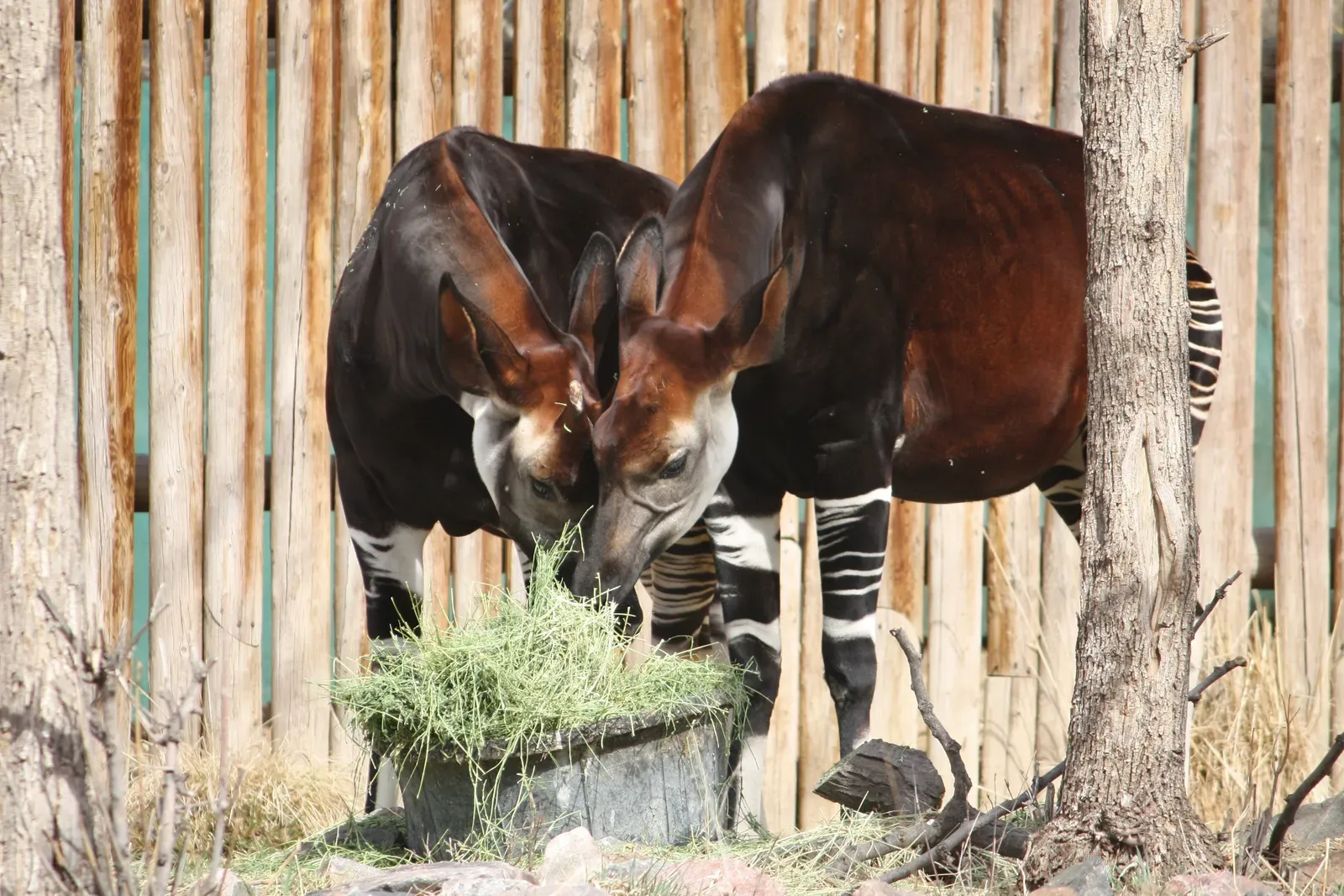 Okapis Have a Bizarre and Selective Diet (Image Credits: Wikimedia)