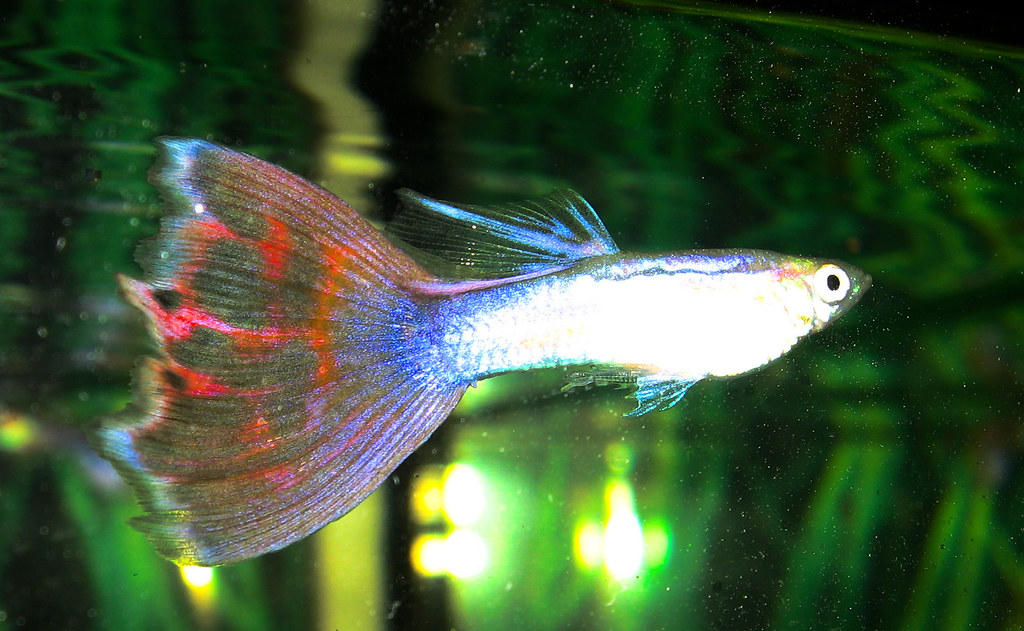 The Fish Tail: Gateway to Emotional Depths (Image Credits: Flickr)