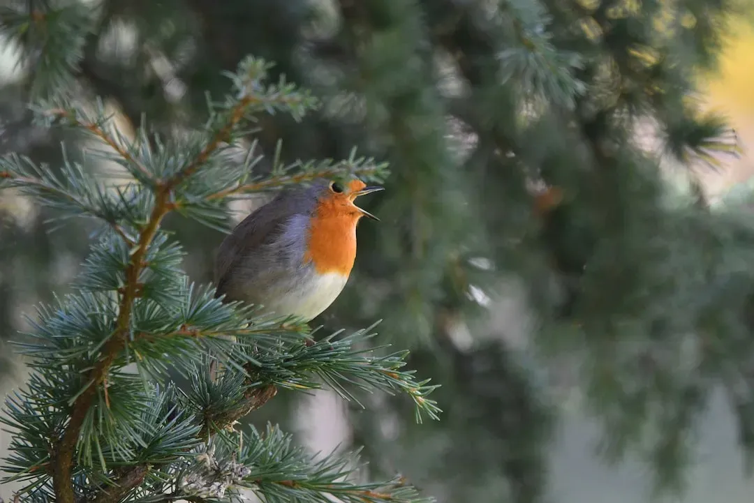 Songs Versus Calls: Understanding the Difference (Image Credits: Unsplash)