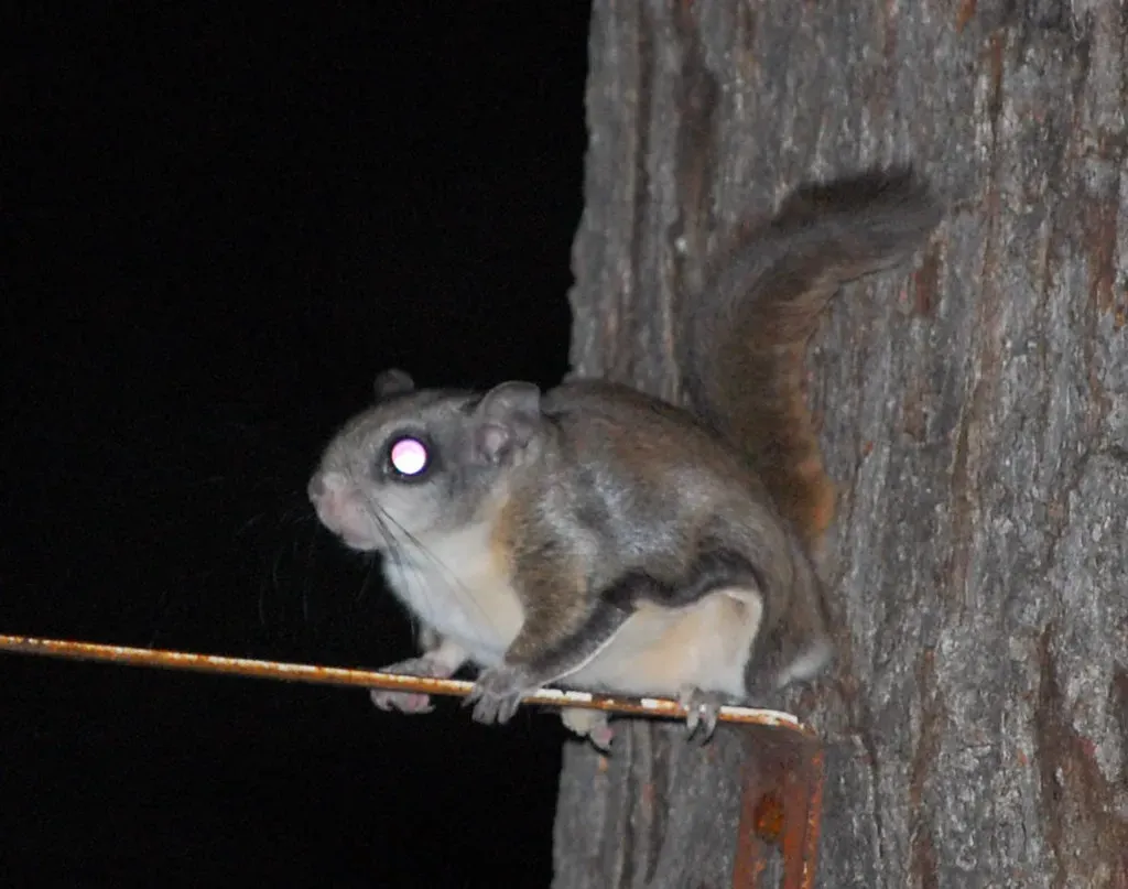 Conclusion: The Secret Superheroes In Our Trees (Mark F. Levisay, Flickr, CC BY 2.0)