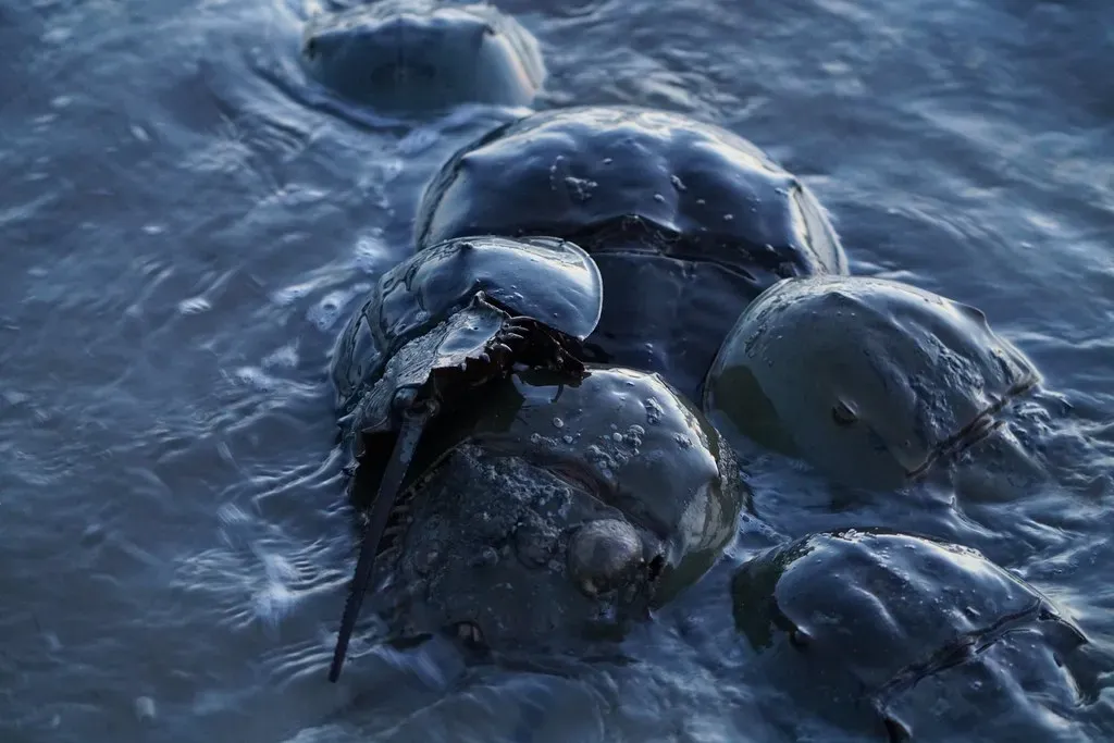 7. Their Nighttime Beach Parties Feed Entire Migrations (danielle.brigida, Flickr, CC BY 2.0)