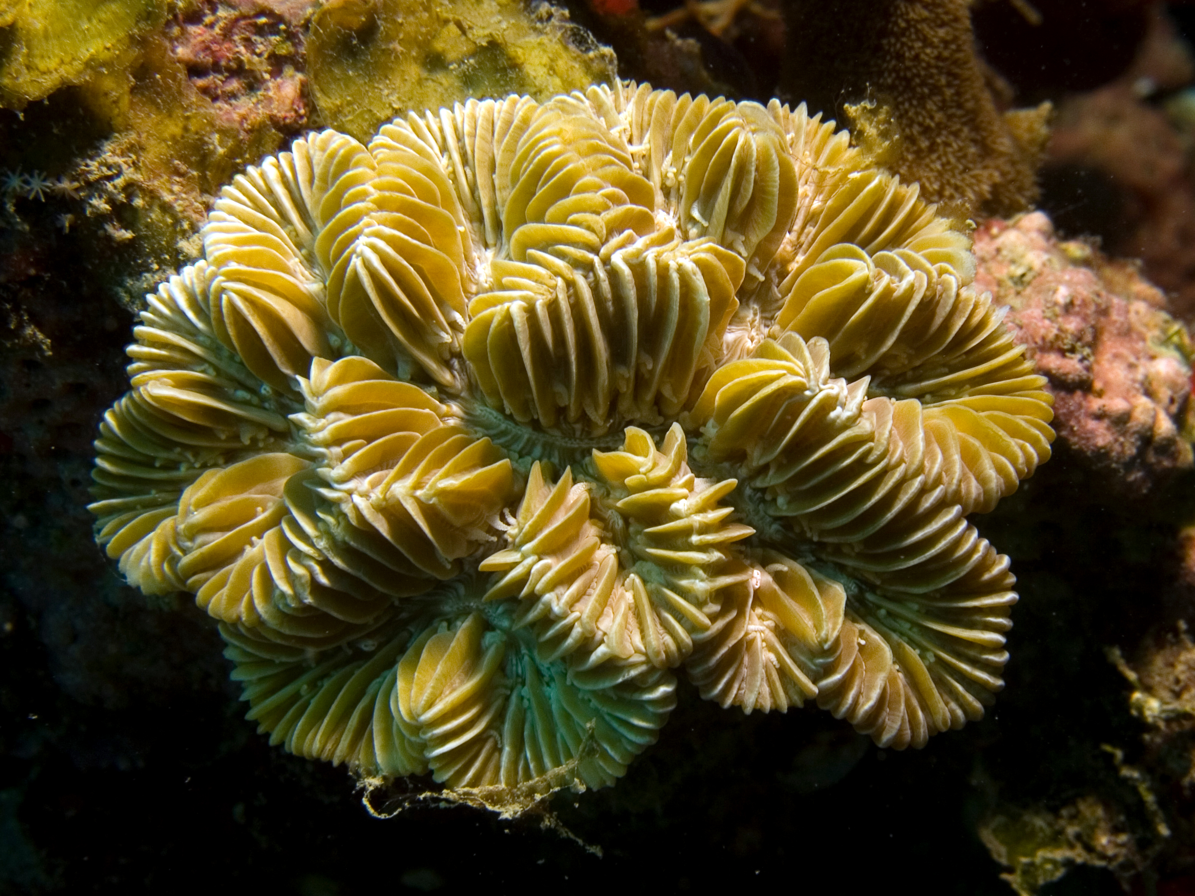 Coral Larvae Join the Acoustic Party (Image Credits: Wikimedia)