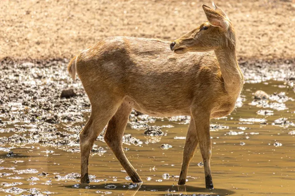10. They Avoid Low, Wet Spots Sooner Than Usual (Image Credits: Pexels)