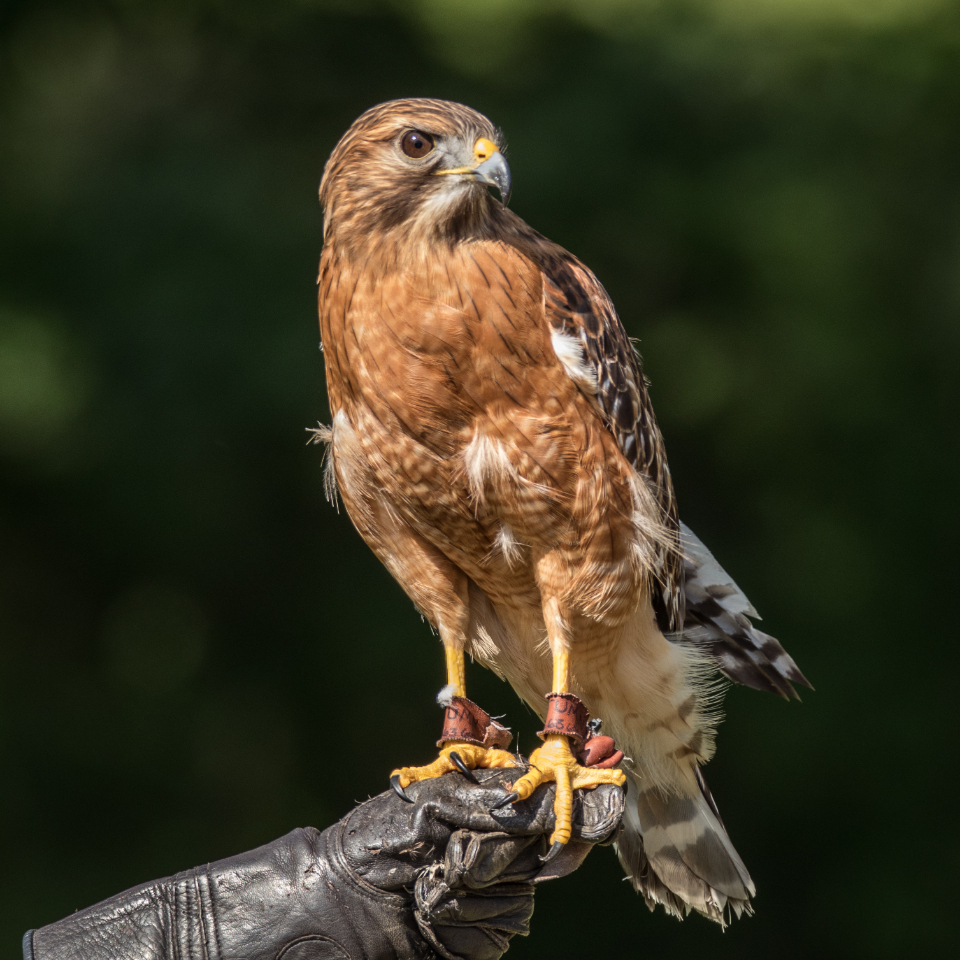 Aries Rising: The Bold Hawk (Image Credits: Stocksnap)