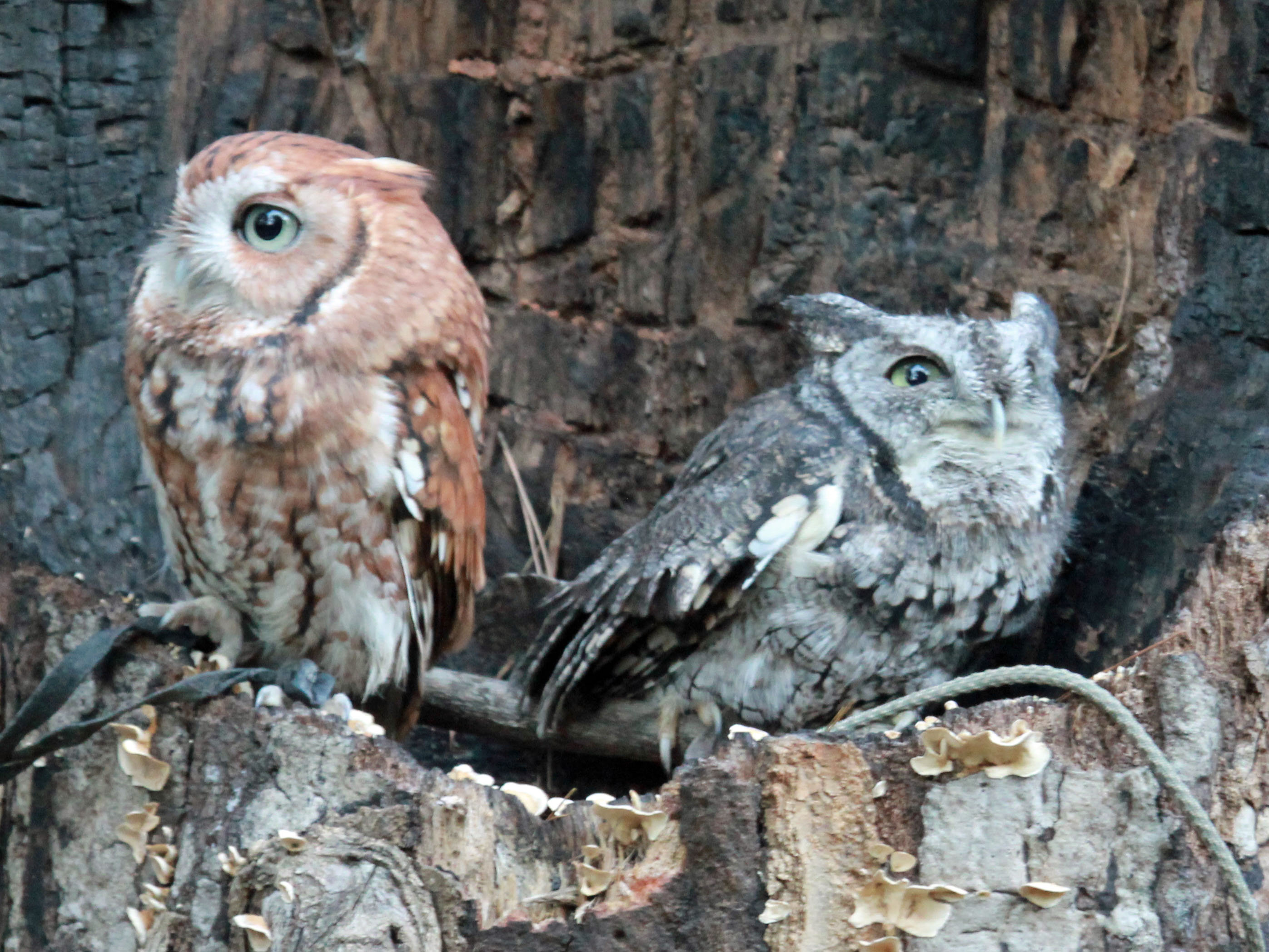 New York Metropolitan Area - Eastern Screech Owls in Suburbia (Image Credits: Wikimedia)
