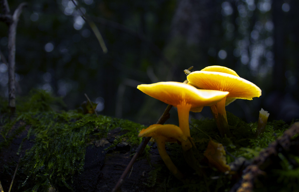 Why Do Mushrooms Waste Energy Glowing (Image Credits: Flickr)