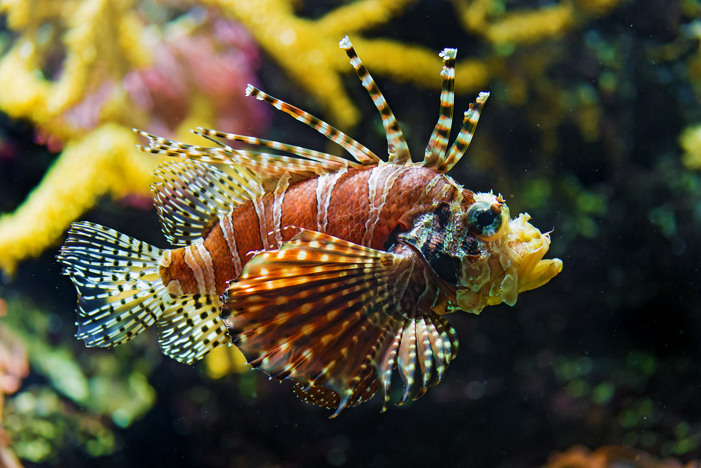 Leo (July 23 - August 22): The Stunning Lionfish (Image Credits: Flickr)