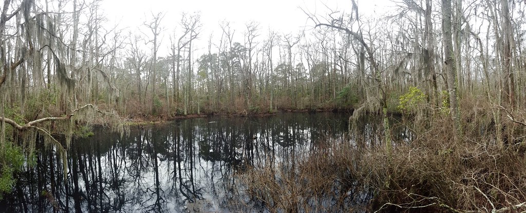 Louisiana's Cypress Swamps - Atchafalaya Basin (Image Credits: Flickr)